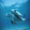 Poze cu Delfini