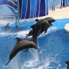 Poze Delfini